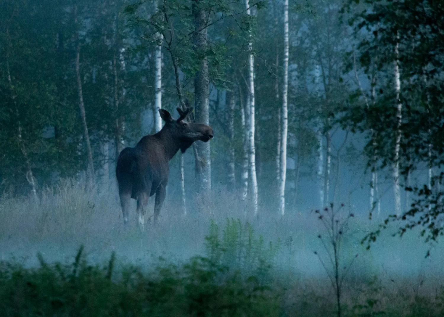 Wild Sweden – Stockholm Archipelago Kayak & Camp